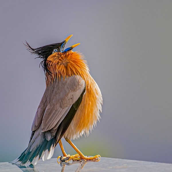 Bild eines singenden Vogel Star